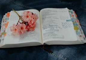 pink petaled flower on book